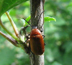 Pseudocistela ceramboides