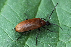 Pseudocistela ceramboides