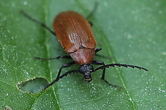 Pseudocistela ceramboides