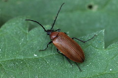 Pseudocistela ceramboides