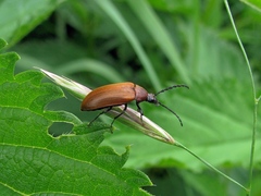 Pseudocistela ceramboides