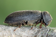 Cacotemnus rufipes