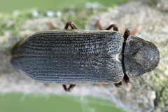 Cacotemnus rufipes