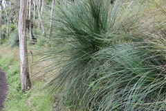 Xanthorrhoea glauca