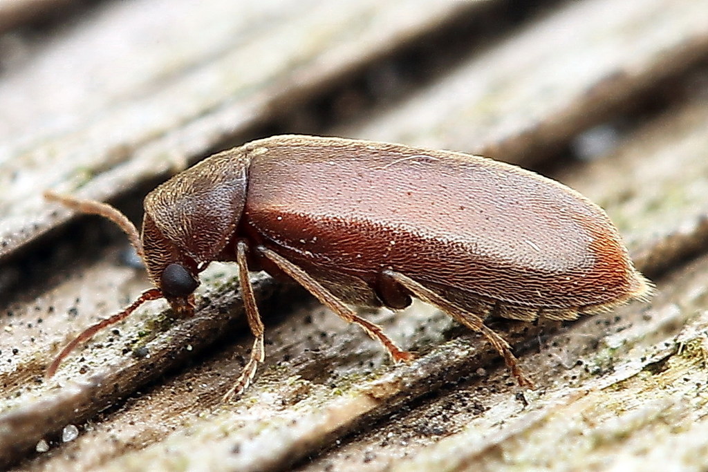 Ernobius explanatus