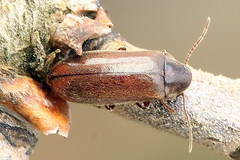Ernobius explanatus