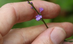 Verbena africana