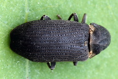 Hadrobregmus pertinax