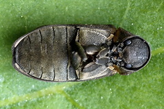 Hadrobregmus pertinax
