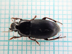 Harpalus tardus