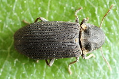 Hadrobregmus pertinax