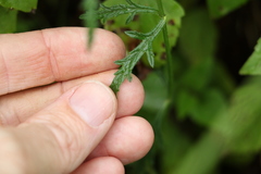Verbena africana