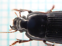 Harpalus tardus