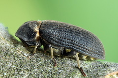 Hadrobregmus pertinax