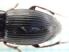 Harpalus tardus