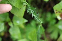 Verbena africana