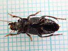 Harpalus tardus