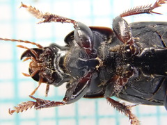 Harpalus tardus