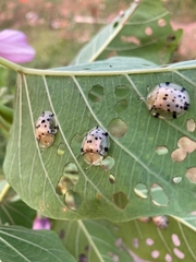 Aspidimorpha miliaris