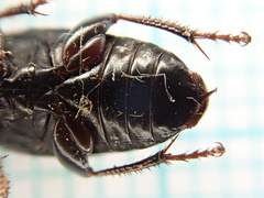 Harpalus tardus