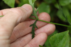 Verbena africana