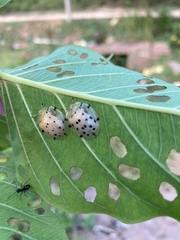 Aspidimorpha miliaris