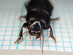Harpalus tardus
