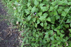 Verbena africana
