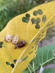 Aspidimorpha miliaris