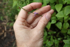Verbena africana