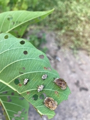 Aspidimorpha miliaris