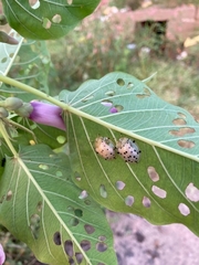 Aspidimorpha miliaris