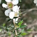 Leptospermum continentale - Photo (c) SBERRY, μερικά δικαιώματα διατηρούνται (CC BY-NC), uploaded by SBERRY