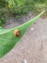 Aspidimorpha sanctaecrucis