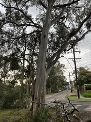 Eucalyptus leucoxylon connata
