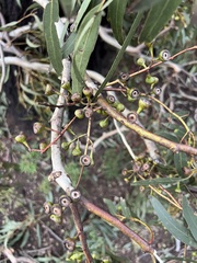 Eucalyptus leucoxylon connata