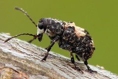 Gonotropis dorsalis
