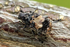Gonotropis dorsalis