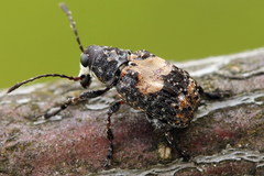 Gonotropis dorsalis