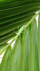 Hierodula patellifera