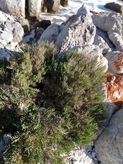 Salicornia littorea