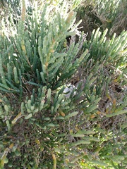 Salicornia littorea
