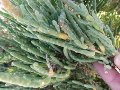 Salicornia littorea