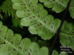 Athyrium opacum