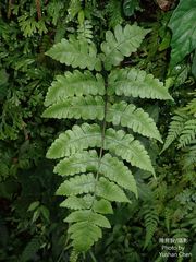 Athyrium opacum