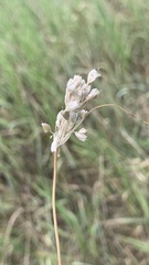Allium podolicum