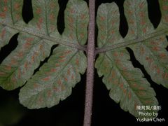 Athyrium opacum