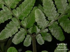 Athyrium opacum