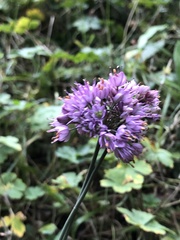 Allium thunbergii