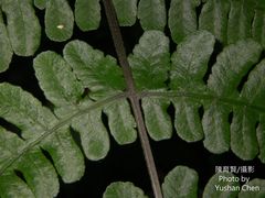 Athyrium opacum